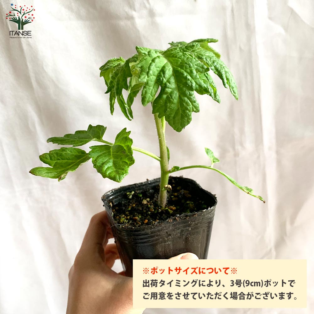 プチぷよ2 赤実/プチぷよ 黄色実・グリーン 各1個 3色セット 新食感！薄皮ミニトマト【10.5cmポット 自根苗】