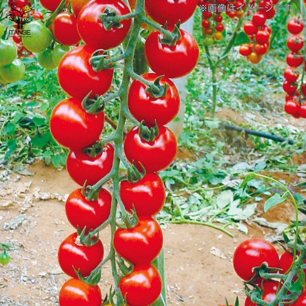 プチぷよ2 赤実/プチぷよ 黄色実・グリーン 各1個 3色セット 新食感！薄皮ミニトマト【10.5cmポット 自根苗】