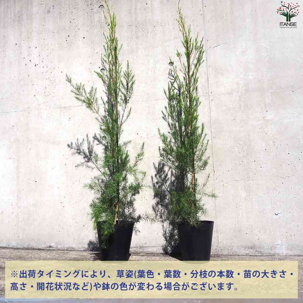 【高さ120㎝前後‼️】メラレウカ　メディカルティーツリー ティーツリー　苗 61zAOFLtJNL._UF350,350_QL50_.jpg