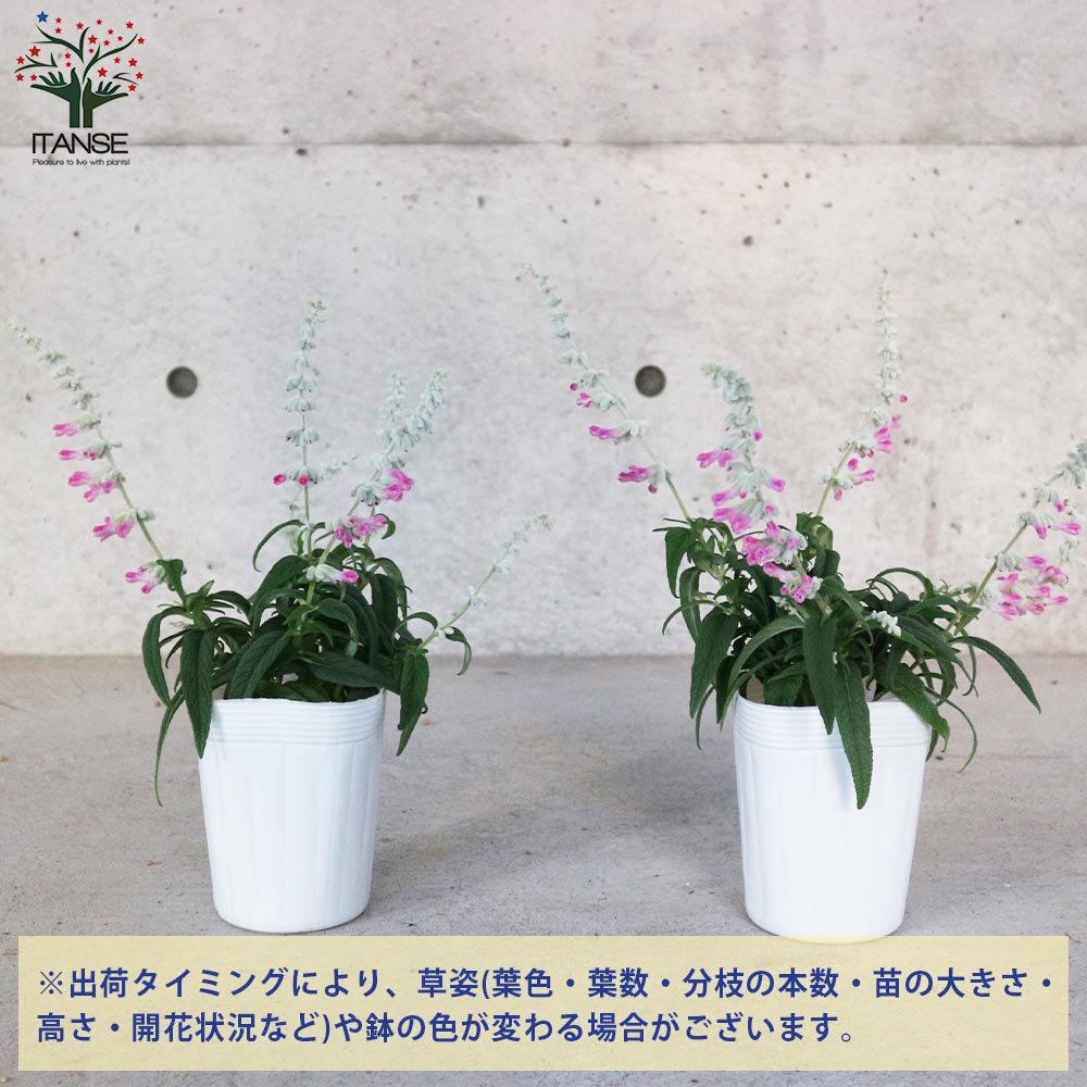 ピンクアメジストフラワー【開花】