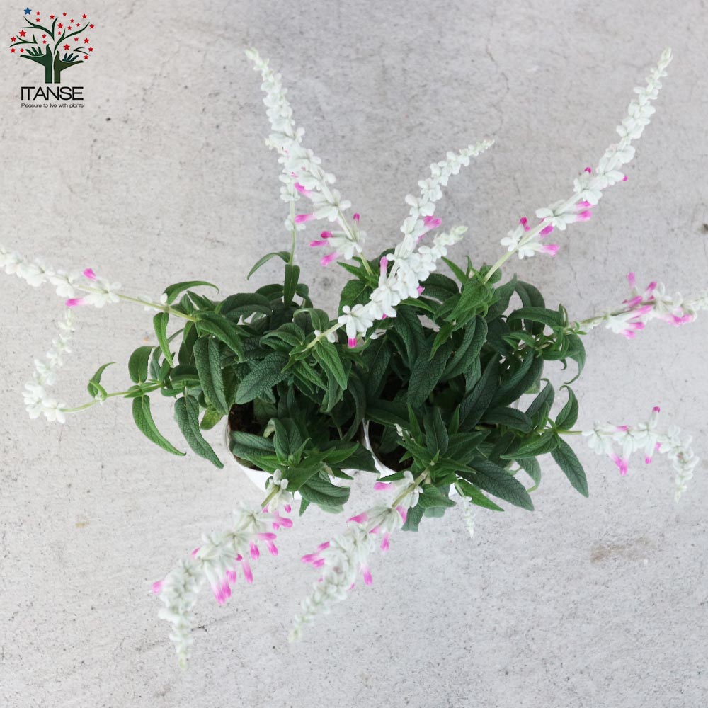 サルビア・レウカンサ・ピンクアメジスト 【花苗 3.5号ポット苗