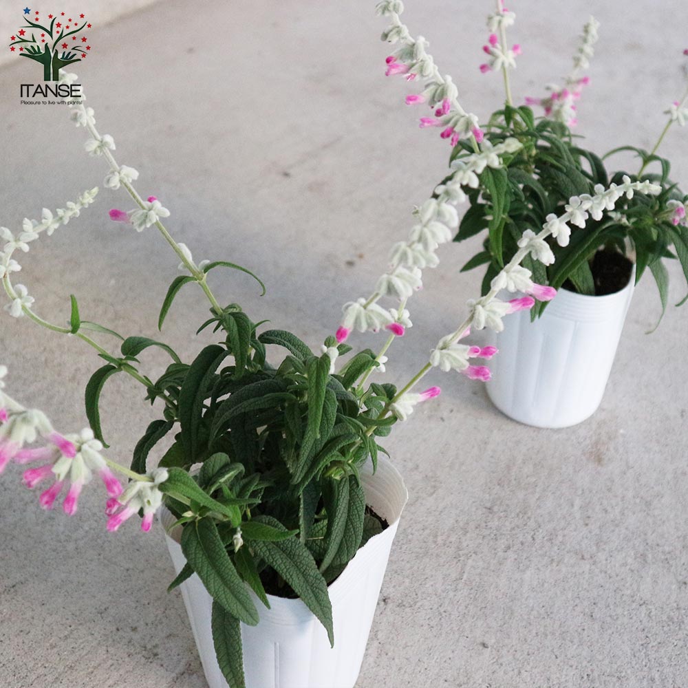 サルビア・レウカンサ・ピンクアメジスト 【花苗 3.5号ポット苗