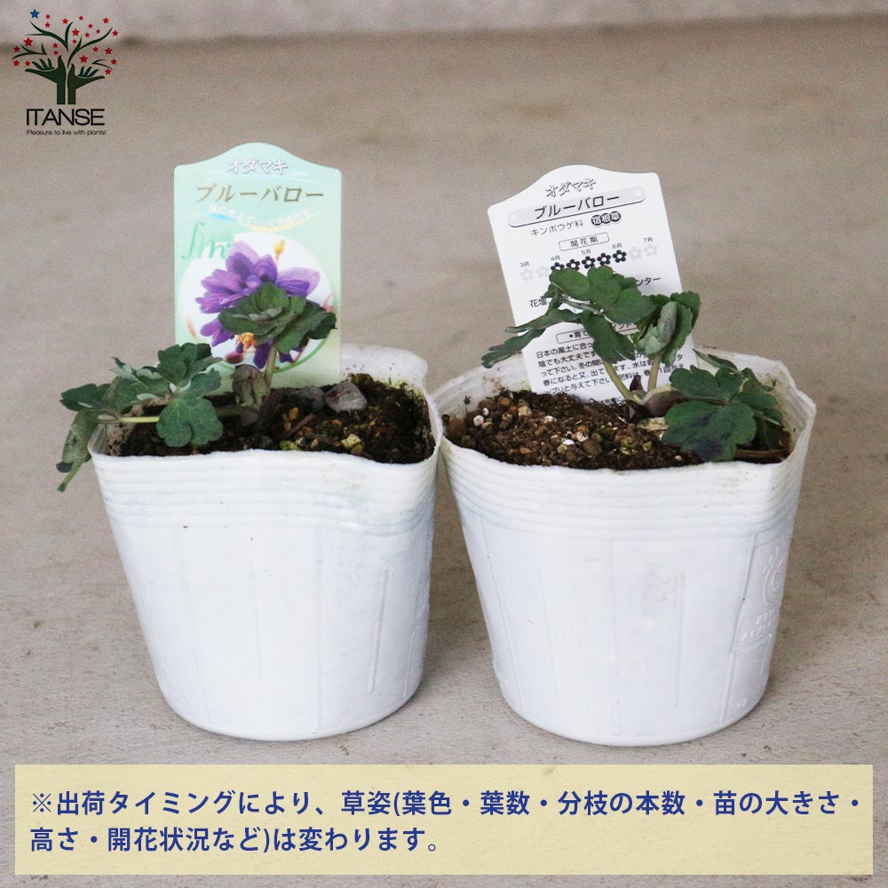 オダマキ ブルーバロー【花苗 3.5号】｜ 【植物のITANSE】全品 