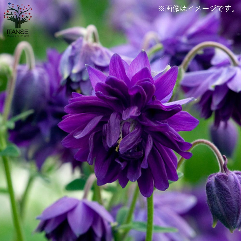オダマキ ブルーバロー【花苗 3.5号】｜ 【植物のITANSE】全品