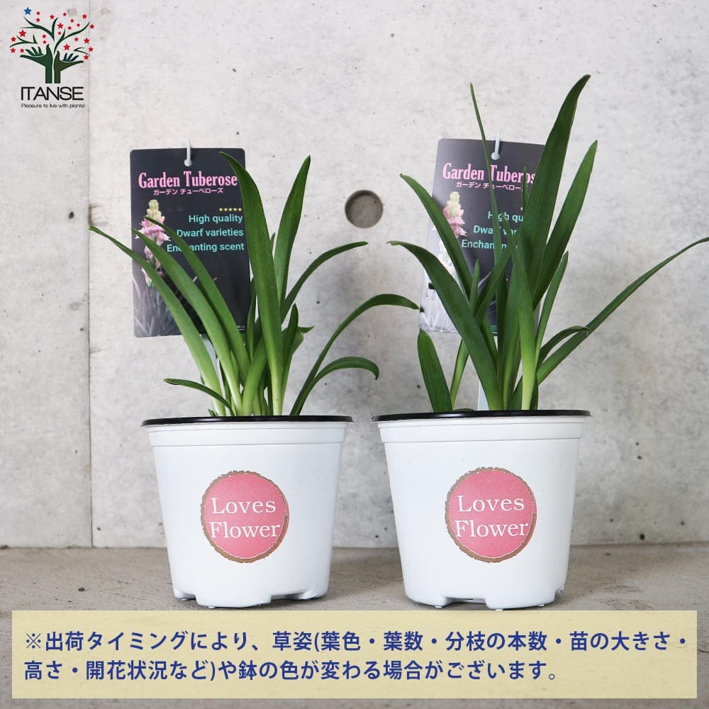 チューベローズ・ピンクレディー【花苗 4号ポット 球根植物】｜ 【植物