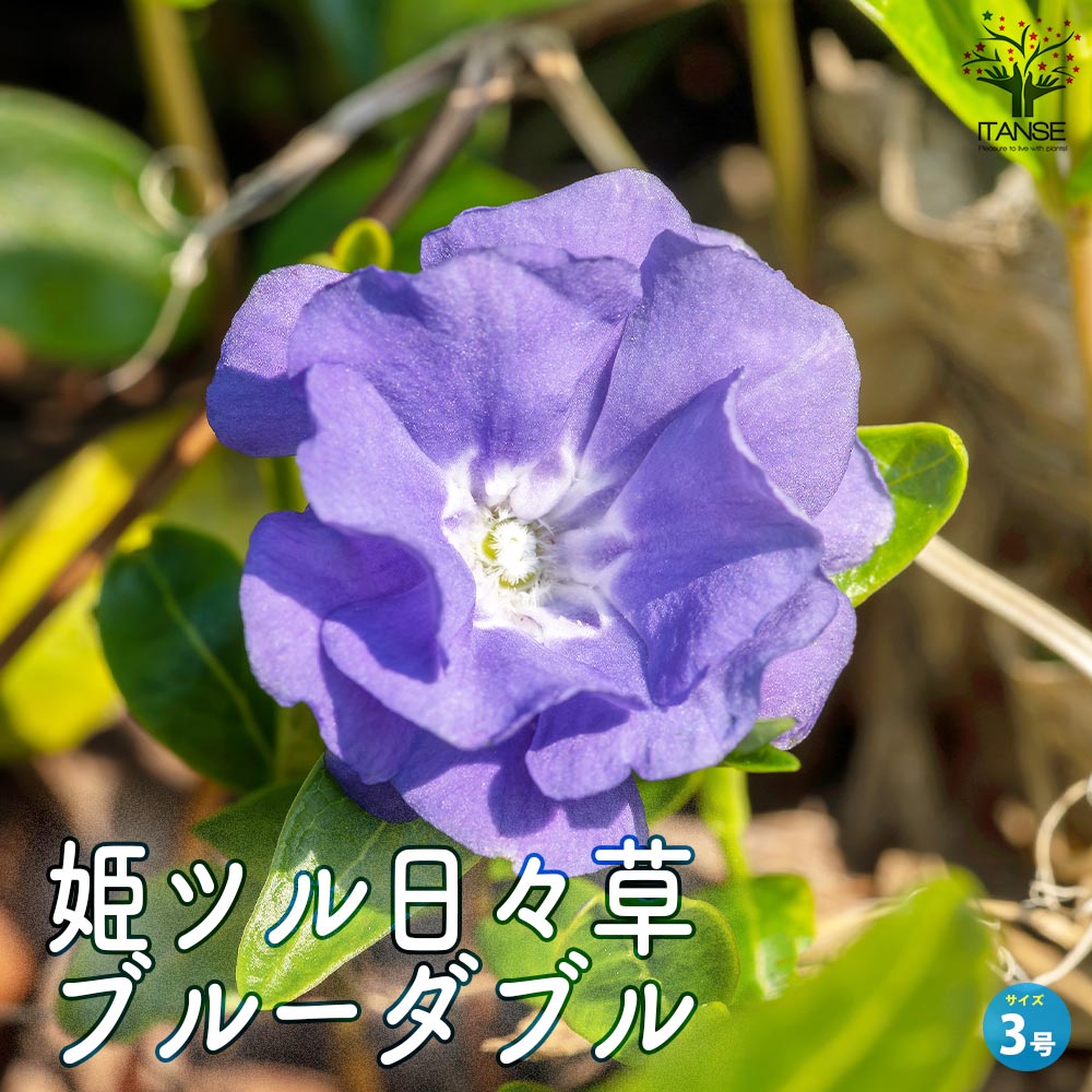 ツルニチニチソウ＆ヒメツルニチニチソウ ツルニチニチソウ／ヒメツルニチニチソウの育て方