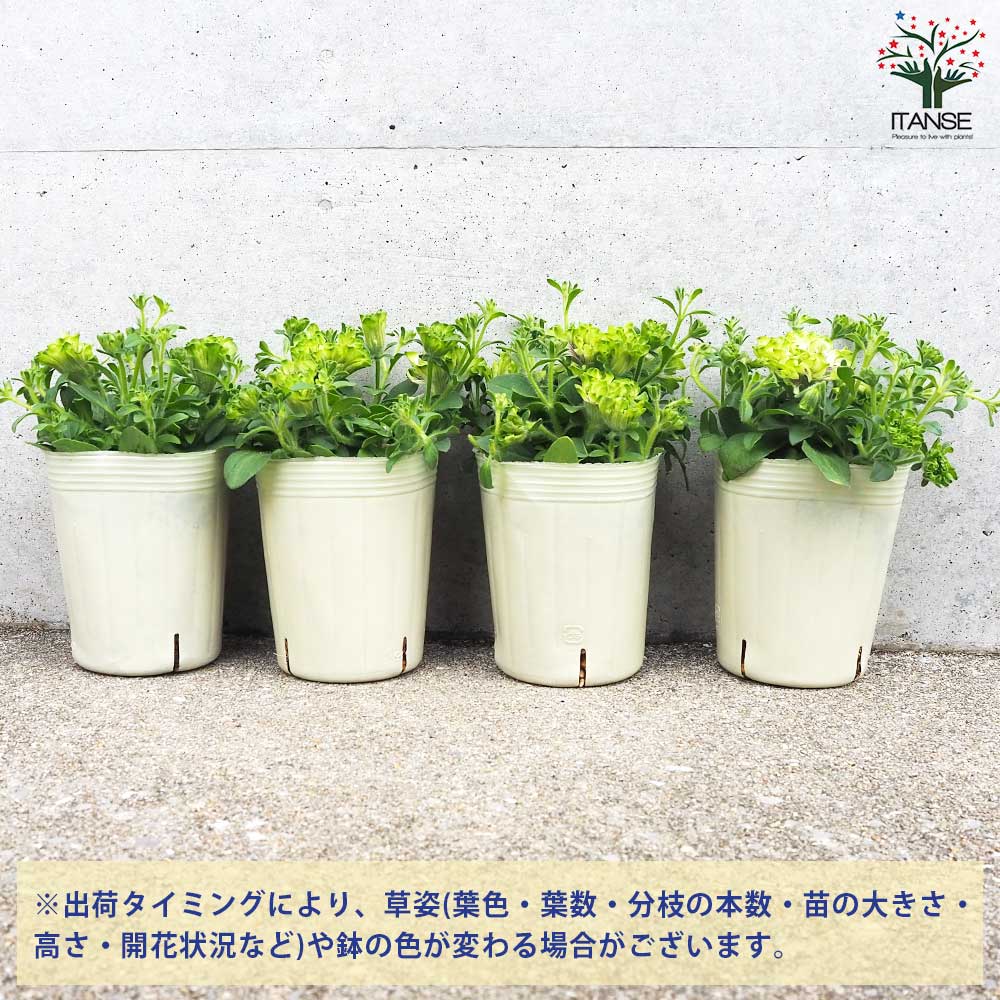 変わり咲きペチュニア シャルマン パッセ【花苗 3号ロングポット