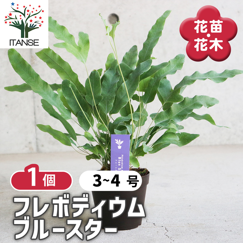 フレボディウム ブルースター【観葉植物 3～4号ポット リビングや