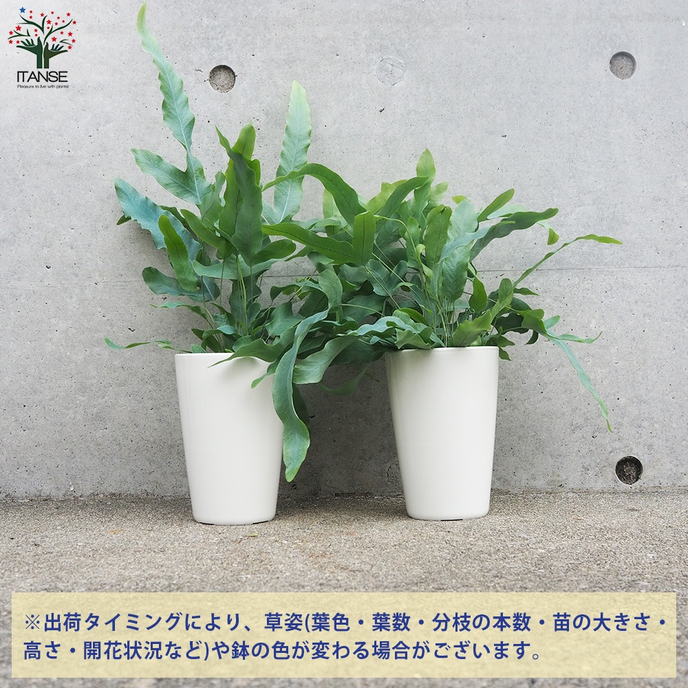 フレボディウム ブルースター【観葉植物 3～4号ポット リビングや