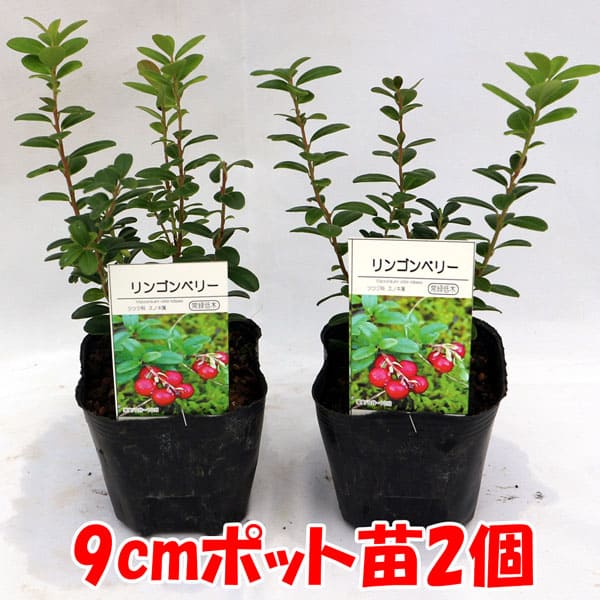 リンゴンベリー9cmポット苗(挿し木苗)2個～【果樹 二年生挿し木苗】