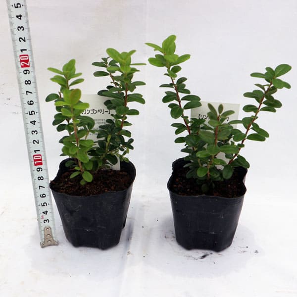 リンゴンベリー9cmポット苗(挿し木苗)2個～【果樹 二年生挿し木苗】