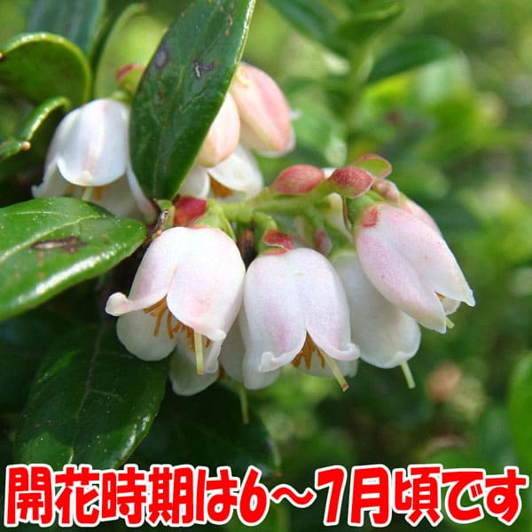 リンゴンベリー9cmポット苗(挿し木苗)2個～【果樹 二年生挿し木苗】