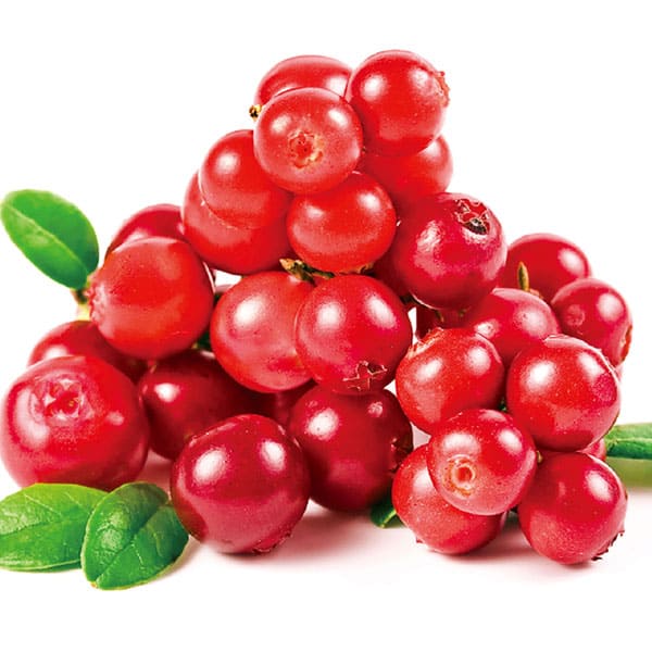 リンゴンベリー9cmポット苗(挿し木苗)2個～【果樹 二年生挿し木苗】