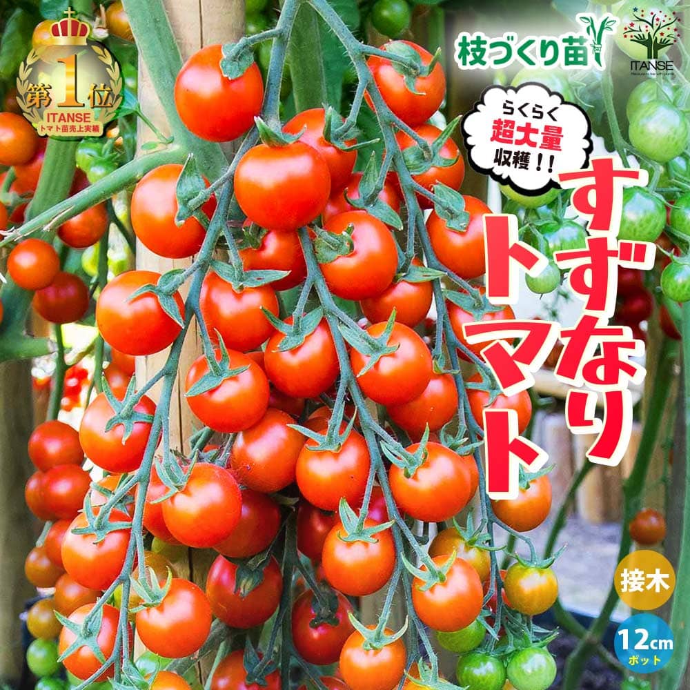 ミニトマトの苗 すずなりトマト 枝づくり苗2個～【野菜の苗 12cmポット 接木苗】