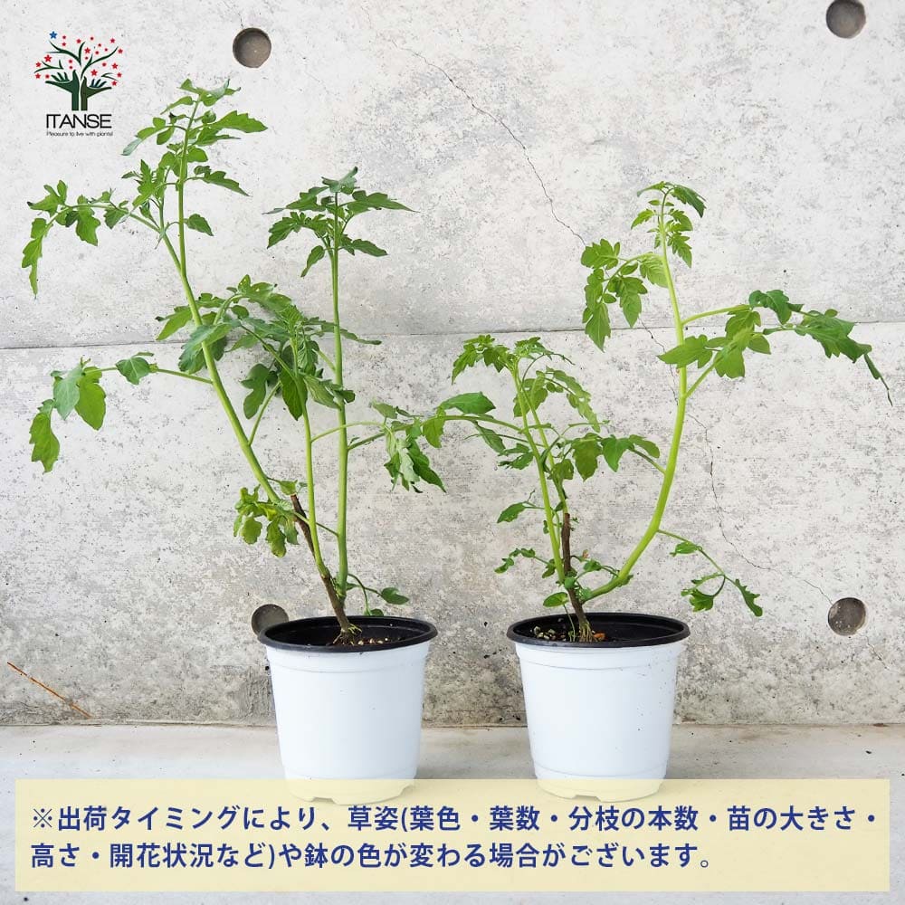 ミニトマトの苗 すずなりトマト 枝づくり苗2個～【野菜の苗 12cmポット 接木苗】