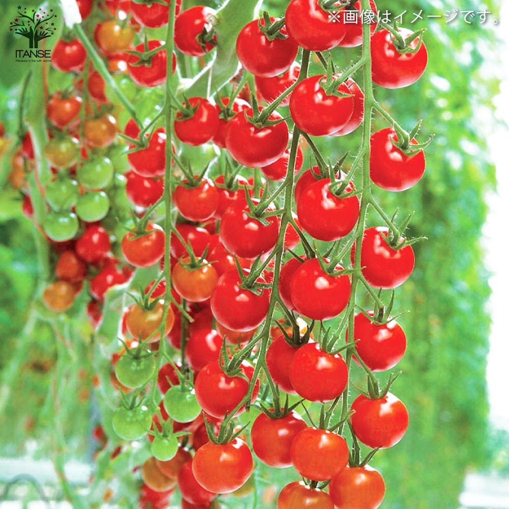 ミニトマトの苗 すずなりトマト 枝づくり苗2個～【野菜の苗 12cmポット 接木苗】