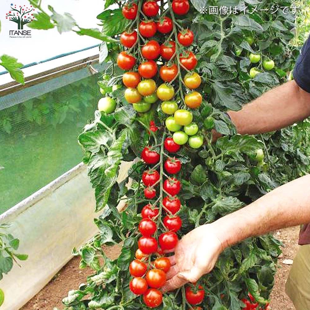 ミニトマトの苗 すずなりトマト 枝づくり苗2個～【野菜の苗 12cmポット 接木苗】