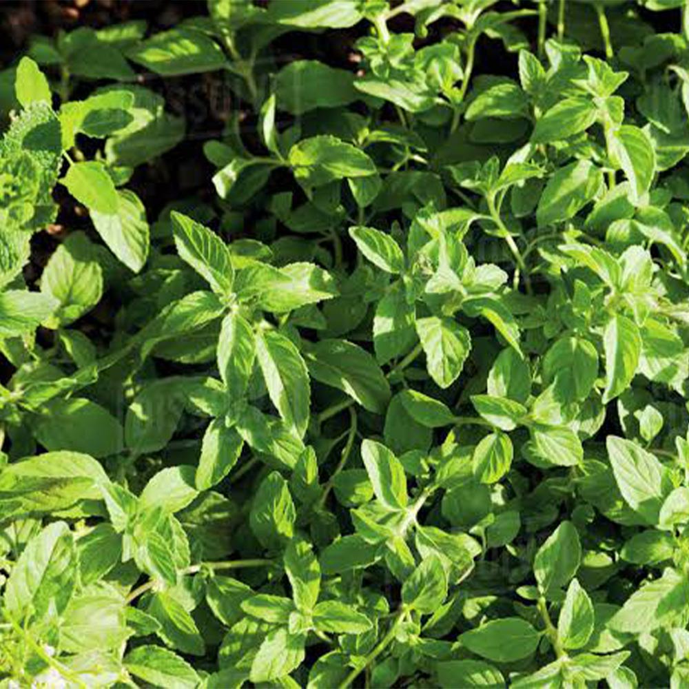 Itanse良品ｾﾚｸﾄ通販