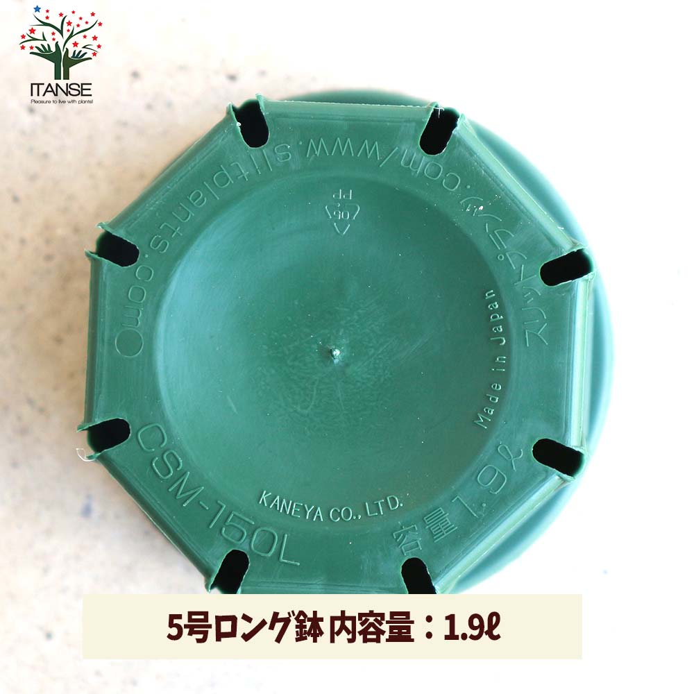 スリット鉢【資材 5号ロングサイズ】