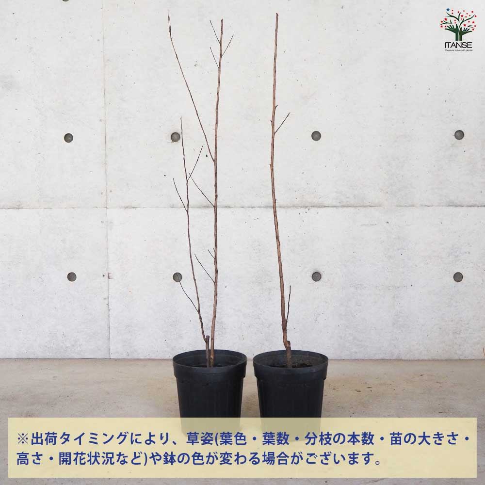 サルスベリ ブラックリーフダイヤモンド ブラッシュ 【花木苗 6号