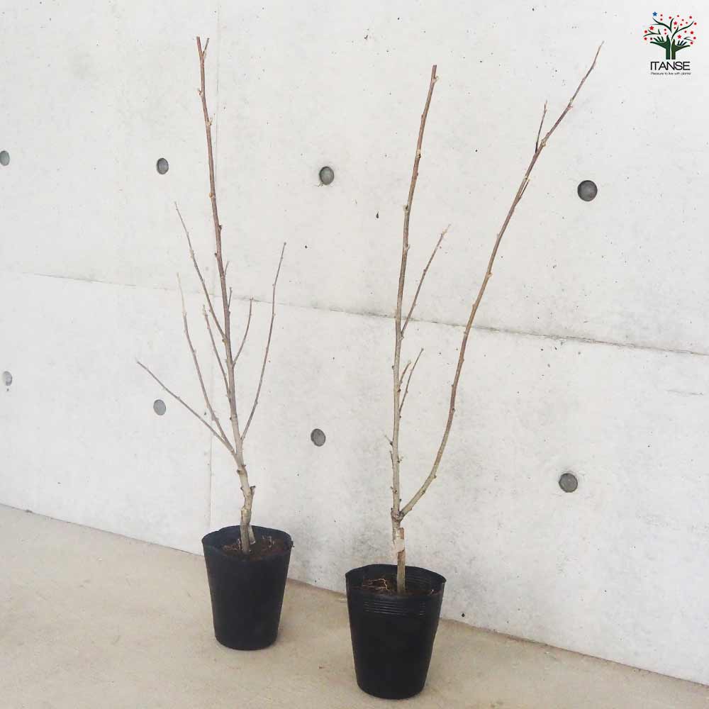 ムクゲ ローズオブシャロン ラズベリー 【花苗 5号】｜ 【植物の