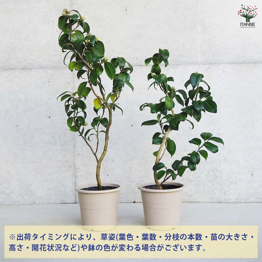 対馬の娘　椿 ツバキ「対馬の娘」3寸苗