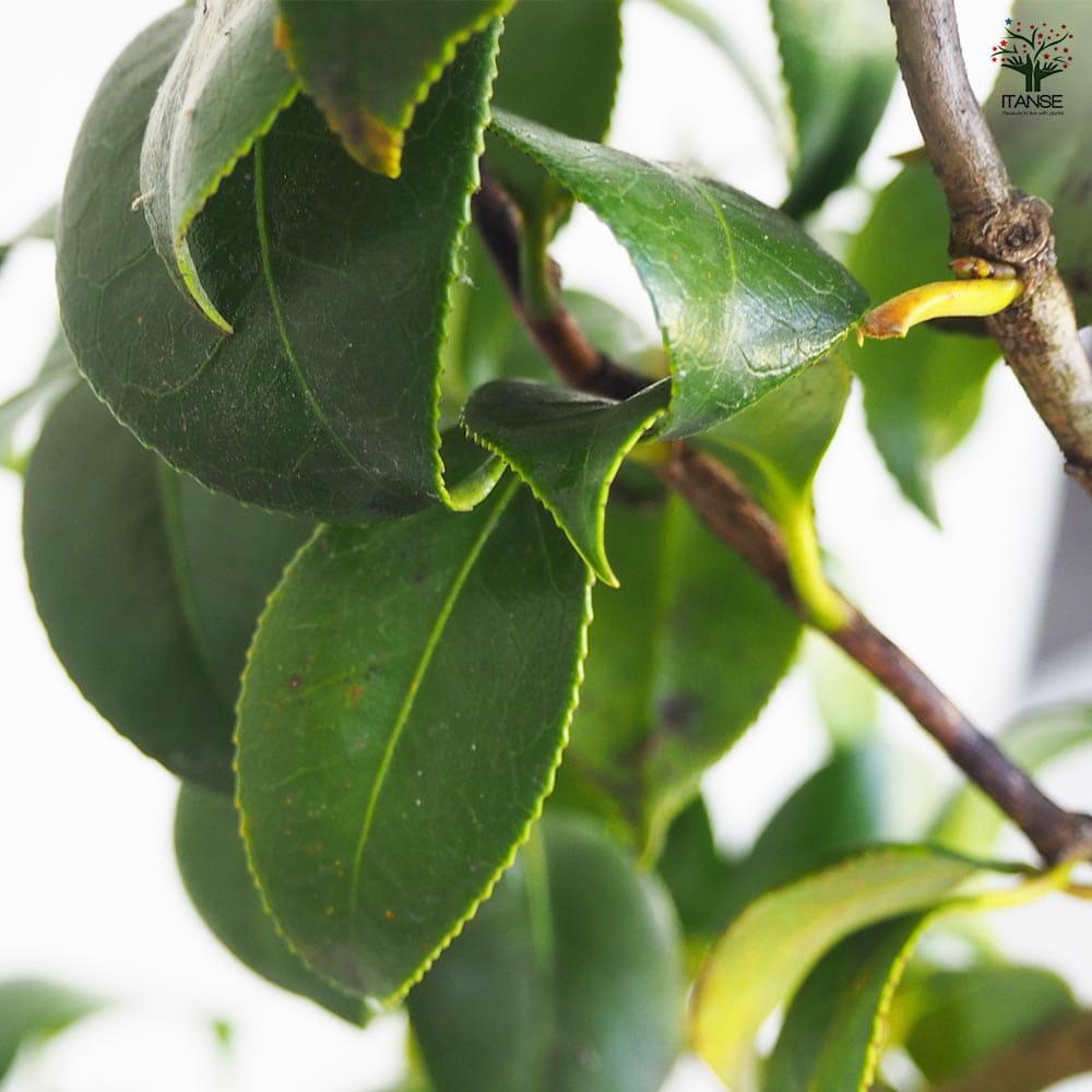 椿 対馬の娘 【花木苗 5号Lサイズ／1個売り】｜ 【植物のITANSE