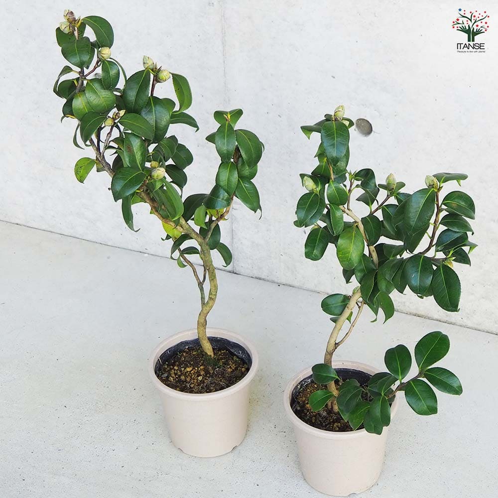 椿 対馬の娘 【花木苗 5号Lサイズ／1個売り】｜ 【植物のITANSE