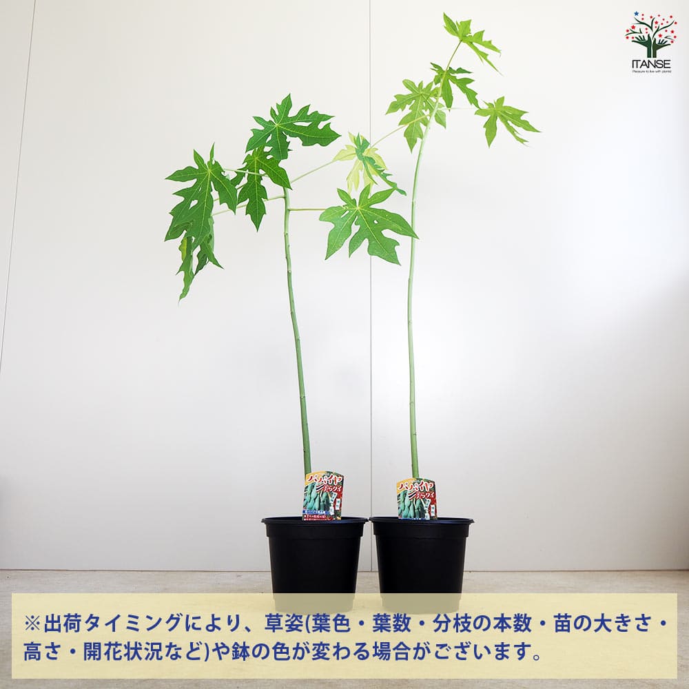 パパイヤ苗　アスリート　15鉢 パパイヤの苗 美らタイ 【果樹の苗木 18cm】｜ 【植物のITANSE