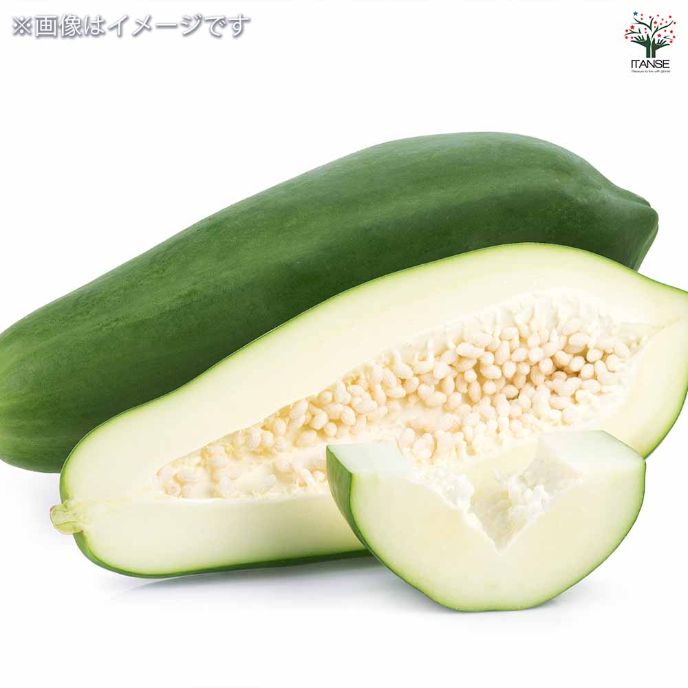 パパイヤの苗 美らタイ 【果樹の苗木 18cm】｜ 【植物のITANSE