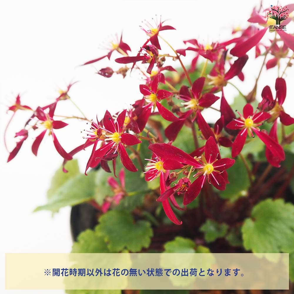 大文字草(ダイモンジソウ) 黒珊瑚 【花苗 4.5号／1個売り】｜ 【植物の