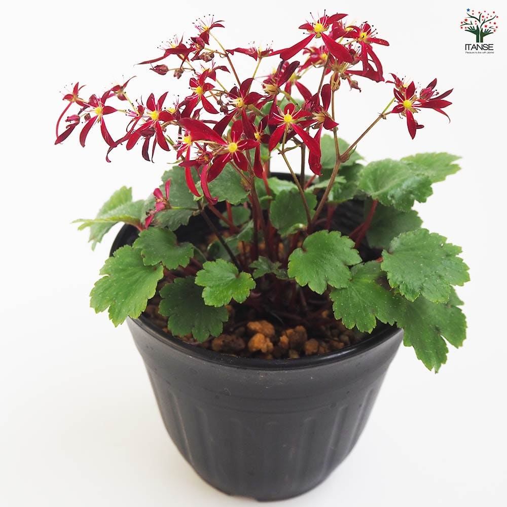 完売 縁起植物＊お花が「大」の形でとても可憐【大文字草 
