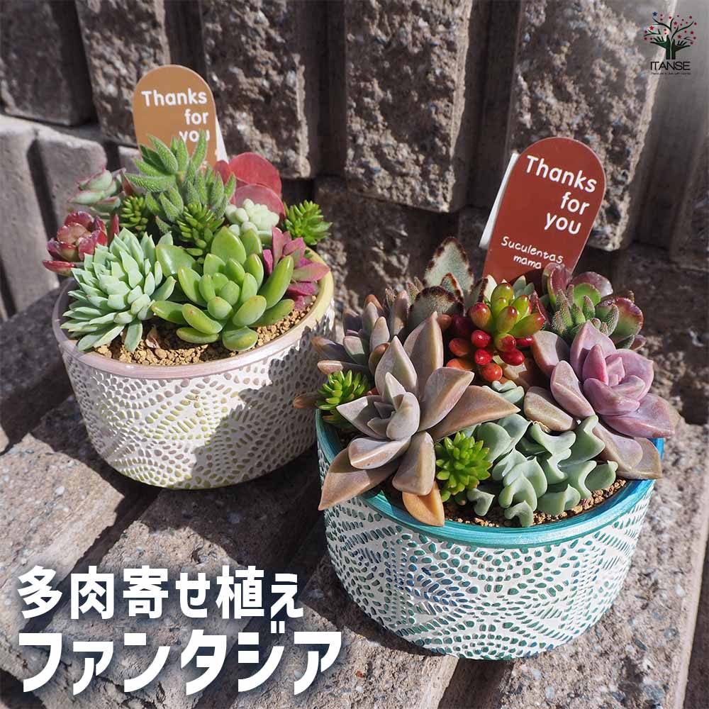 多肉寄せ植え ファンタジア【多肉植物】
