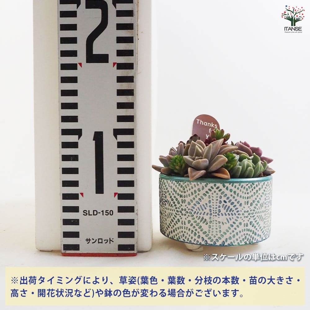 多肉寄せ植え ファンタジア【多肉植物】