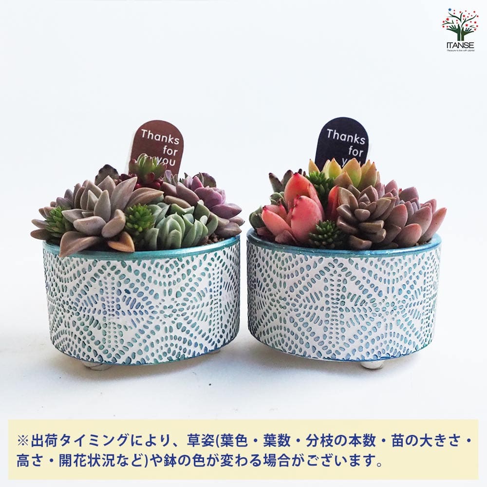 多肉寄せ植え ファンタジア【多肉植物】