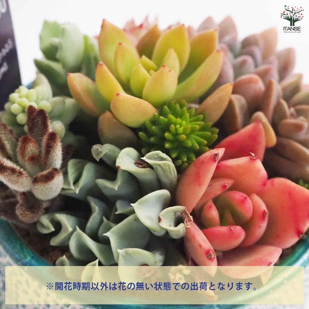 多肉寄せ植え ファンタジア【多肉植物】