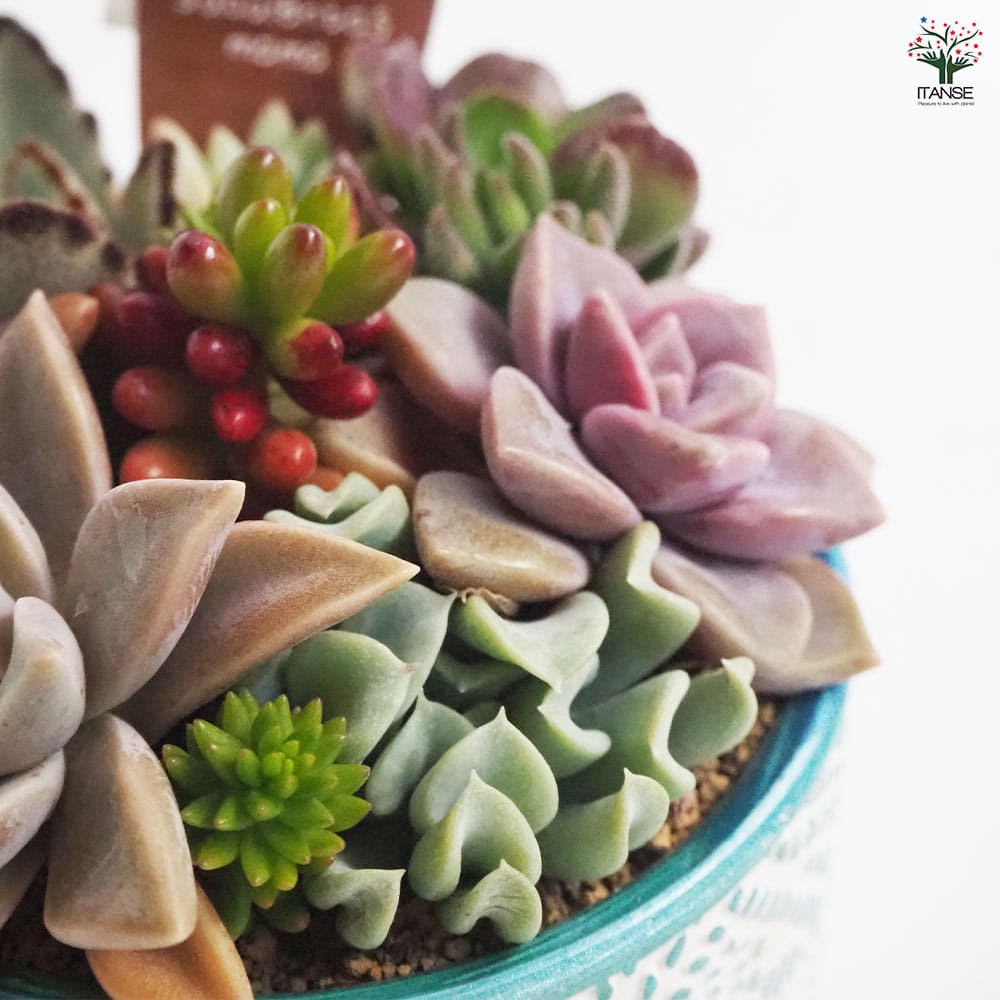 多肉寄せ植え ファンタジア【多肉植物】
