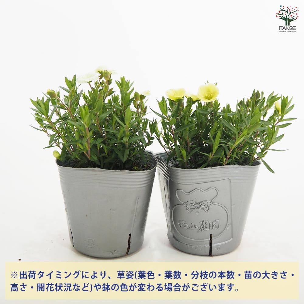 アレナリア　レモンサマー　3.5寸苗 アレナリア レモンサマー 花苗 3.5号/1個売り 夏 寄植え 寄せ植え 球根