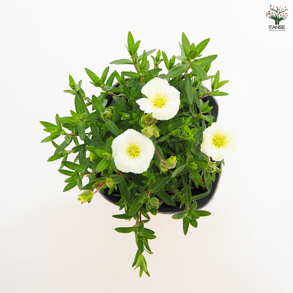 アレナリア アレナリア レモンサマー 【花苗 3.5号】｜ 【植物のITANSE