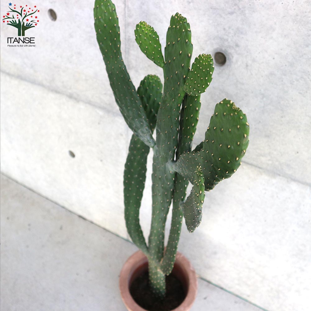 Opuntia Violacea Rita Var Santa ウチワサボテン オプンチア サボテン ドライガーデン 多肉植物 柔らかい Var Santa