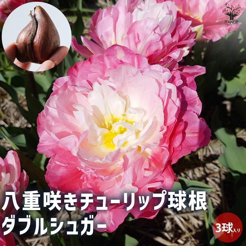 八重咲チューリップ ダブルシュガー【花球根/お買い得3球セット】
