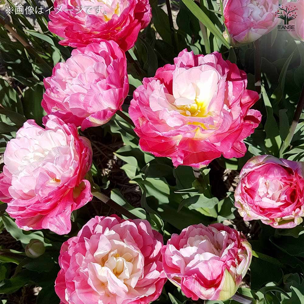 八重咲チューリップ ダブルシュガー【花球根/お買い得3球セット】