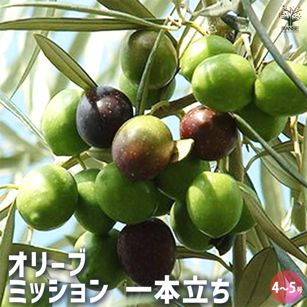 オリーブ ミッション 1本立ち 【果樹の苗木 4号／1個売り】｜ 【植物の