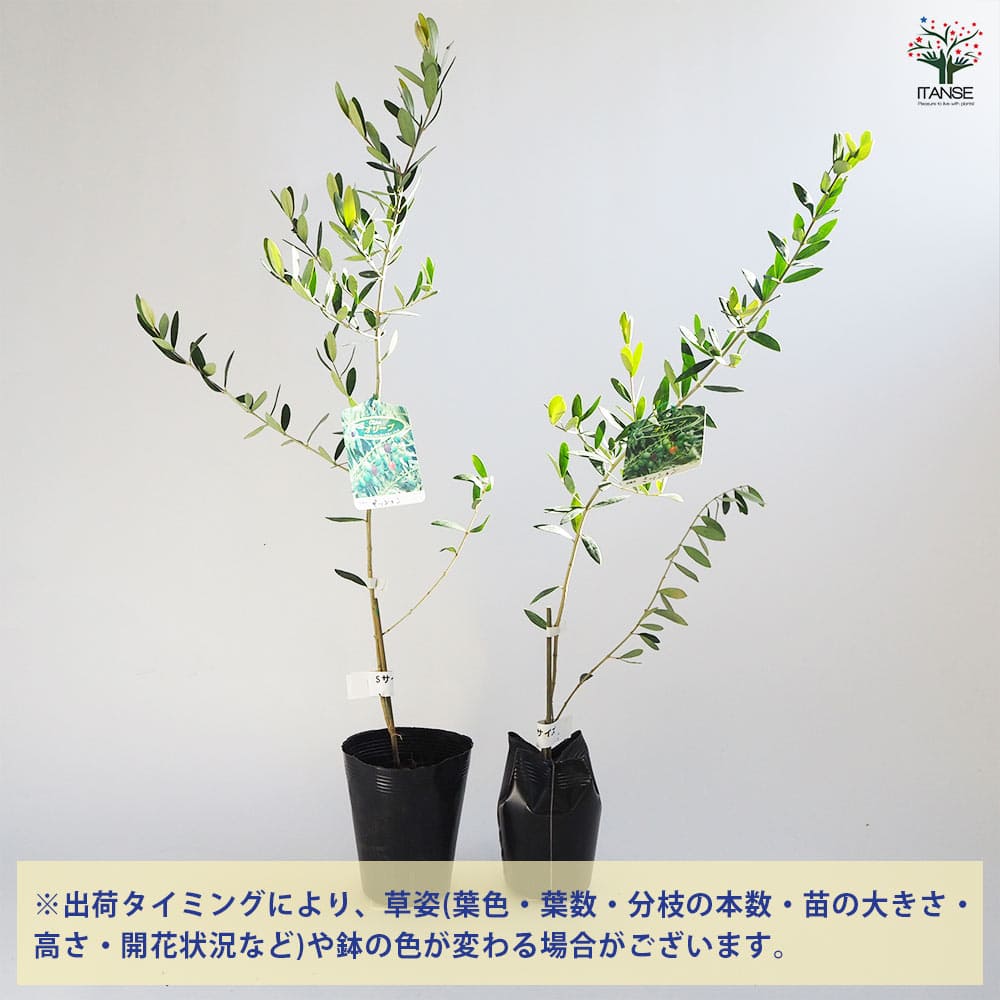 オリーブ ミッション 1本立ち 【果樹の苗木 4号／1個売り】｜ 【植物の