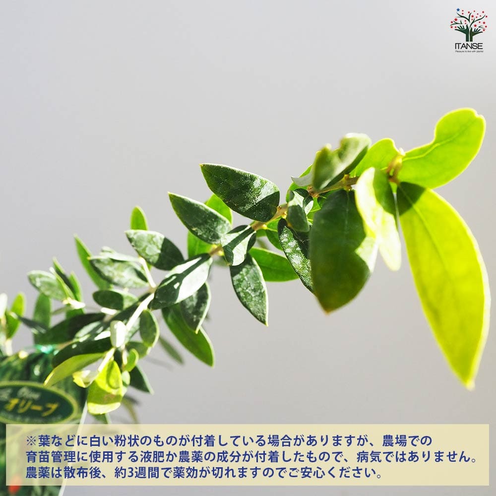 オリーブ ミッション 1本立ち 【果樹の苗木 4号／1個売り】｜ 【植物の