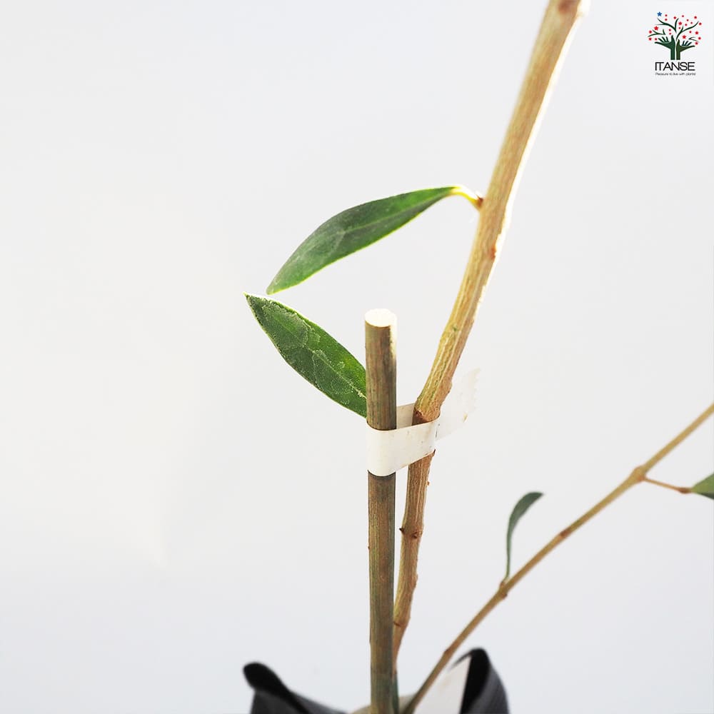 オリーブ ミッション 1本立ち 【果樹の苗木 4号／1個売り】｜ 【植物の