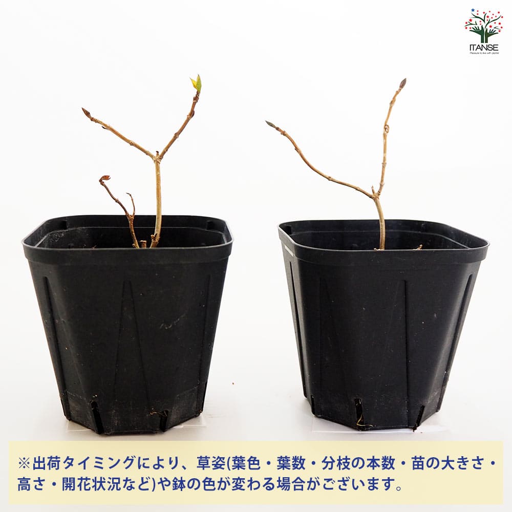 山アジサイ 剣の舞 【花木苗 3号】｜ 【植物のITANSE】全品送料