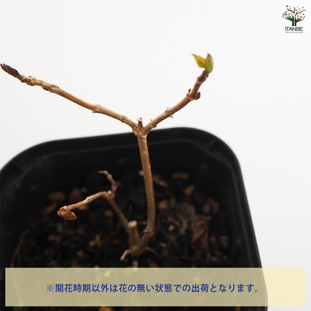 山アジサイ 剣の舞 【花木苗 3号】｜ 【植物のITANSE】全品送料