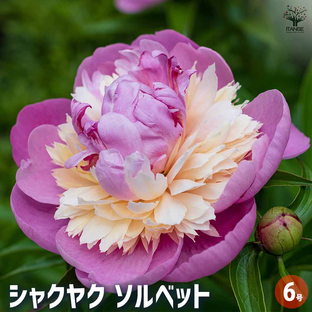 シャクヤク ソルベット 【花木苗 6号／1個売り】｜ 【植物の