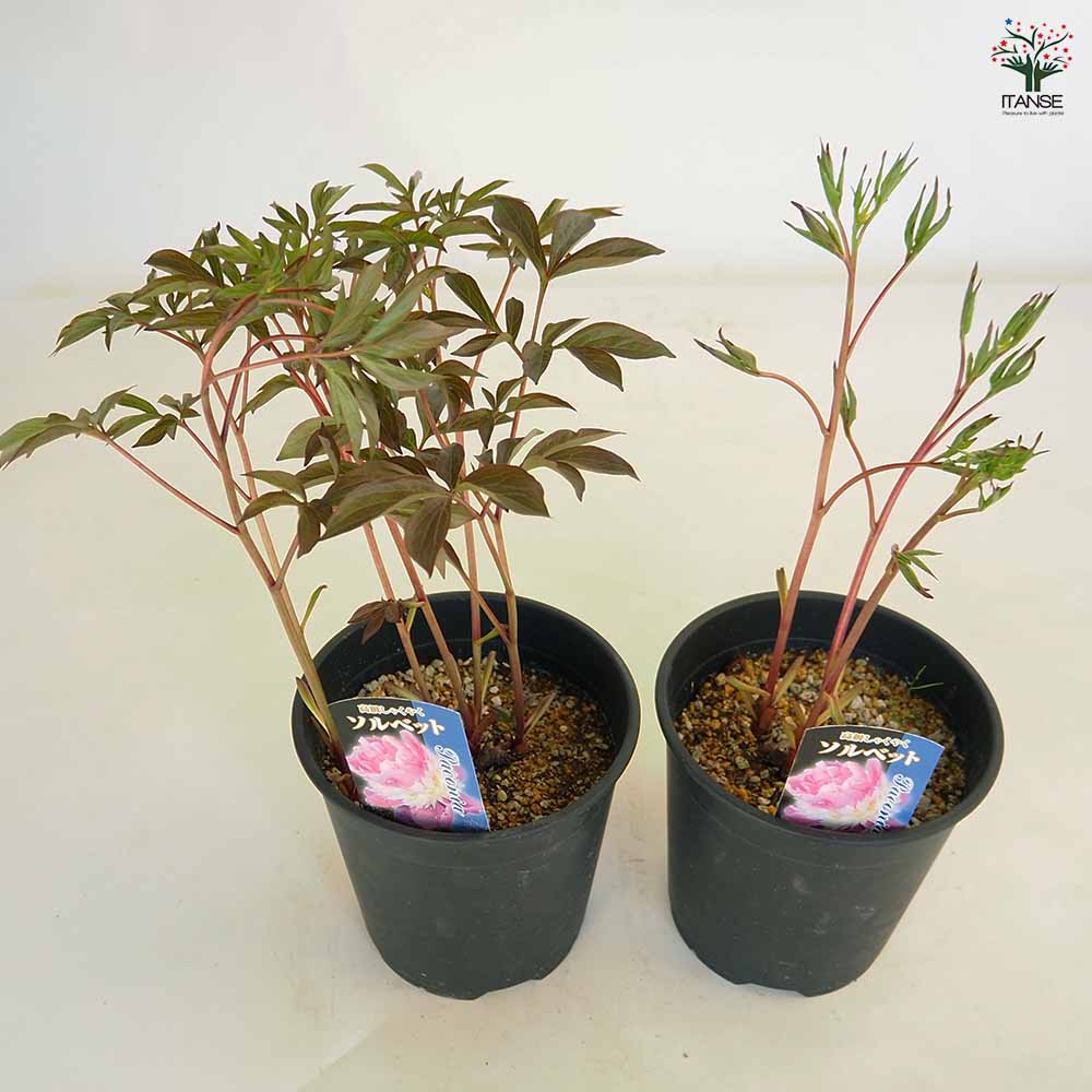 シャクヤク ソルベット 【花木苗 6号／1個売り】｜ 【植物の